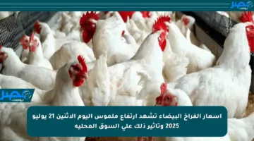 أسعار الفراخ البيضاء تشهد ارتفاع ملموس اليوم الاثنين 21 يوليو 2025 وتأثير ذلك على السوق المحلية